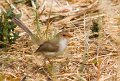 fairy wren 1